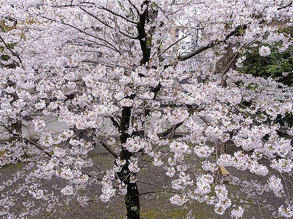 日本‧大垣賞櫻(上)‧大垣城(Ogaki I) 日本‧大垣賞櫻(上)‧大垣城(Ogaki I)