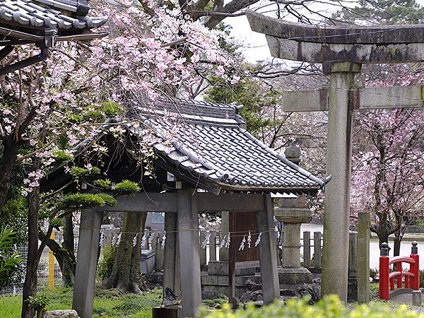 日本‧大垣賞櫻(上)‧大垣城(Ogaki I) 日本‧大垣賞櫻(上)‧大垣城(Ogaki I)