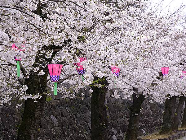 日本‧大垣賞櫻(上)‧大垣城(Ogaki I) 日本‧大垣賞櫻(上)‧大垣城(Ogaki I)