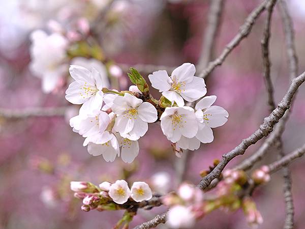 日本‧大垣賞櫻(上)‧大垣城(Ogaki I) 日本‧大垣賞櫻(上)‧大垣城(Ogaki I)