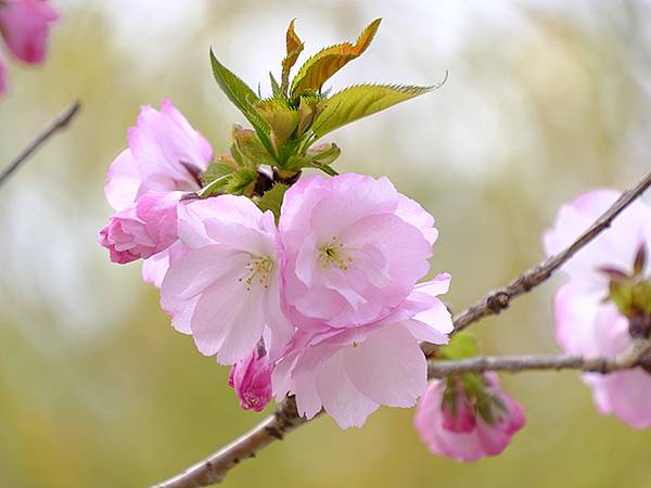 日本‧大垣賞櫻(上)‧大垣城(Ogaki I) 日本‧大垣賞櫻(上)‧大垣城(Ogaki I)