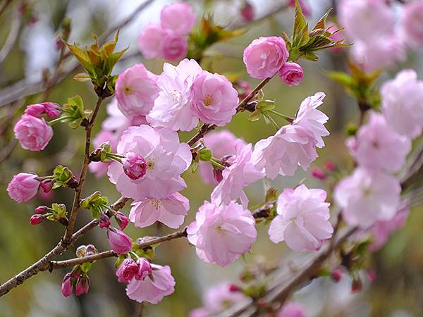 日本‧大垣賞櫻(上)‧大垣城(Ogaki I) 日本‧大垣賞櫻(上)‧大垣城(Ogaki I)