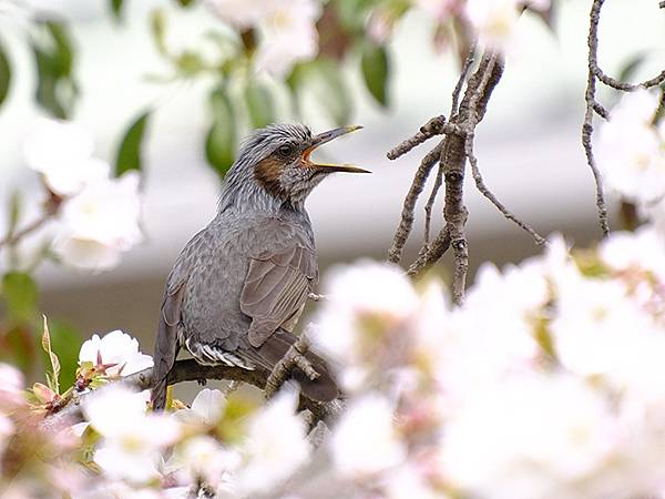 日本‧大垣賞櫻(上)‧大垣城(Ogaki I) 日本‧大垣賞櫻(上)‧大垣城(Ogaki I)