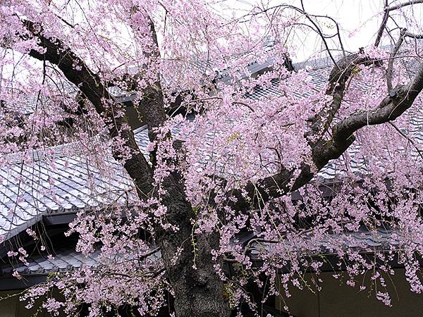 日本‧大垣賞櫻(上)‧大垣城(Ogaki I) 日本‧大垣賞櫻(上)‧大垣城(Ogaki I)