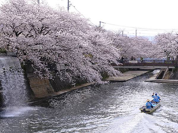 日本‧大垣賞櫻(下)‧水門川(Ogaki II)