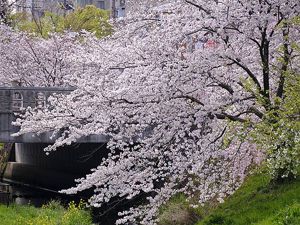 日本‧歧阜(四)‧清水綠地賞櫻(Gifu IV)