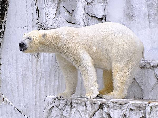 日本‧名古屋(十四)‧東山動植物園(上)‧動物(Nagoya 日本‧名古屋(十四)‧東山動植物園(上)‧動物(Nagoya