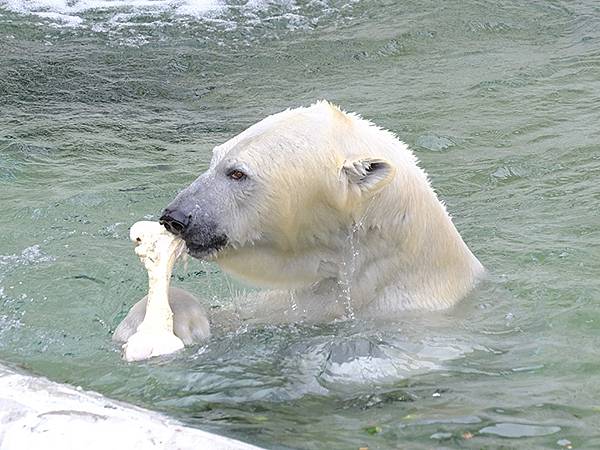 日本‧名古屋(十四)‧東山動植物園(上)‧動物(Nagoya 日本‧名古屋(十四)‧東山動植物園(上)‧動物(Nagoya