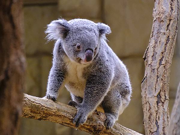日本‧名古屋(十四)‧東山動植物園(上)‧動物(Nagoya 日本‧名古屋(十四)‧東山動植物園(上)‧動物(Nagoya