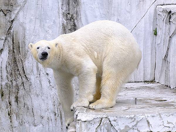日本‧名古屋(十四)‧東山動植物園(上)‧動物(Nagoya 日本‧名古屋(十四)‧東山動植物園(上)‧動物(Nagoya