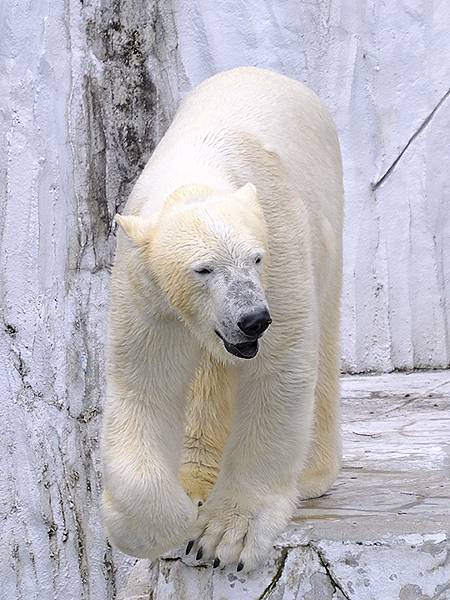 日本‧名古屋(十四)‧東山動植物園(上)‧動物(Nagoya 日本‧名古屋(十四)‧東山動植物園(上)‧動物(Nagoya
