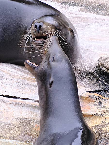 日本‧名古屋(十四)‧東山動植物園(上)‧動物(Nagoya 日本‧名古屋(十四)‧東山動植物園(上)‧動物(Nagoya