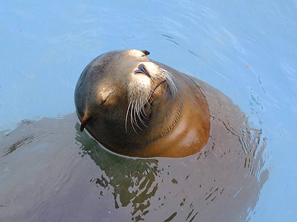 日本‧名古屋(十四)‧東山動植物園(上)‧動物(Nagoya 日本‧名古屋(十四)‧東山動植物園(上)‧動物(Nagoya