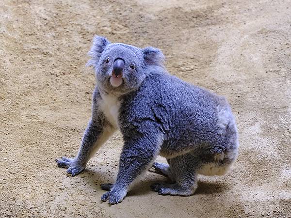 日本‧名古屋(十四)‧東山動植物園(上)‧動物(Nagoya 日本‧名古屋(十四)‧東山動植物園(上)‧動物(Nagoya