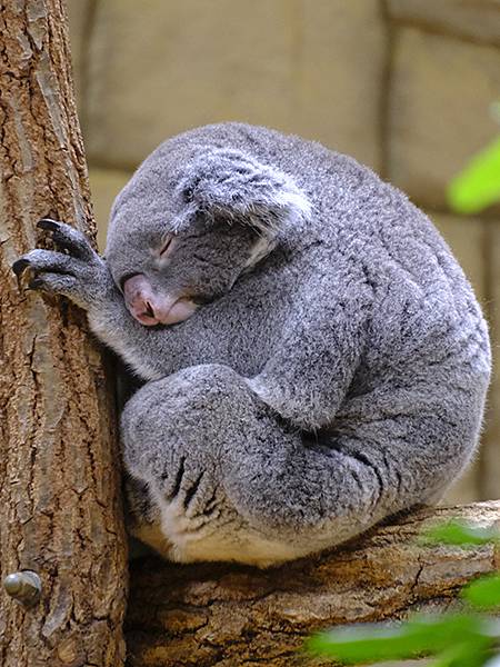 日本‧名古屋(十四)‧東山動植物園(上)‧動物(Nagoya 日本‧名古屋(十四)‧東山動植物園(上)‧動物(Nagoya