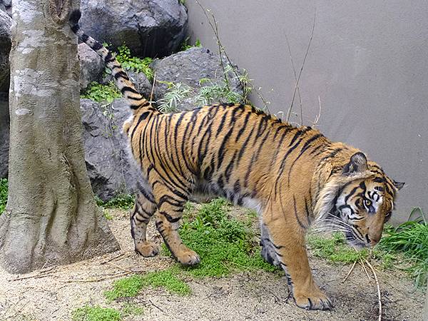 日本‧名古屋(十四)‧東山動植物園(上)‧動物(Nagoya 日本‧名古屋(十四)‧東山動植物園(上)‧動物(Nagoya