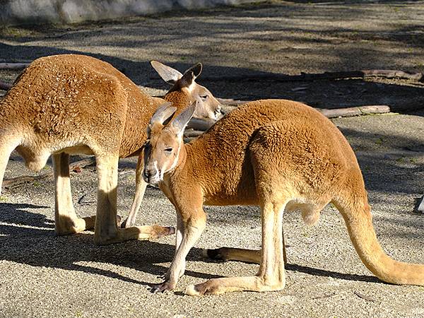 日本‧名古屋(十四)‧東山動植物園(上)‧動物(Nagoya 日本‧名古屋(十四)‧東山動植物園(上)‧動物(Nagoya