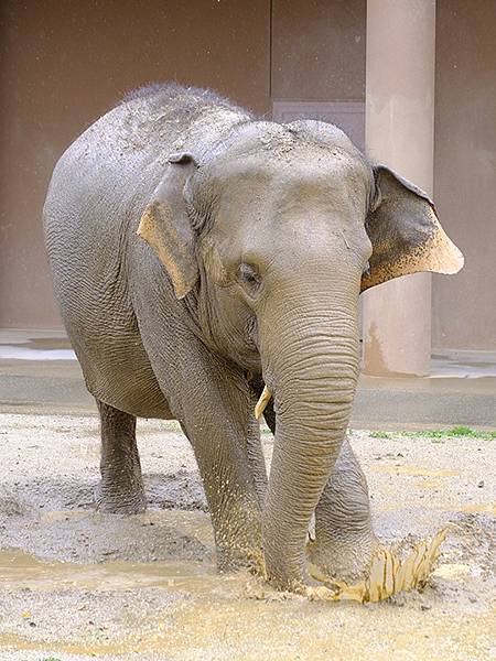 日本‧名古屋(十四)‧東山動植物園(上)‧動物(Nagoya 日本‧名古屋(十四)‧東山動植物園(上)‧動物(Nagoya