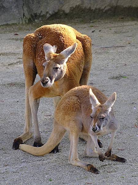 日本‧名古屋(十四)‧東山動植物園(上)‧動物(Nagoya 日本‧名古屋(十四)‧東山動植物園(上)‧動物(Nagoya