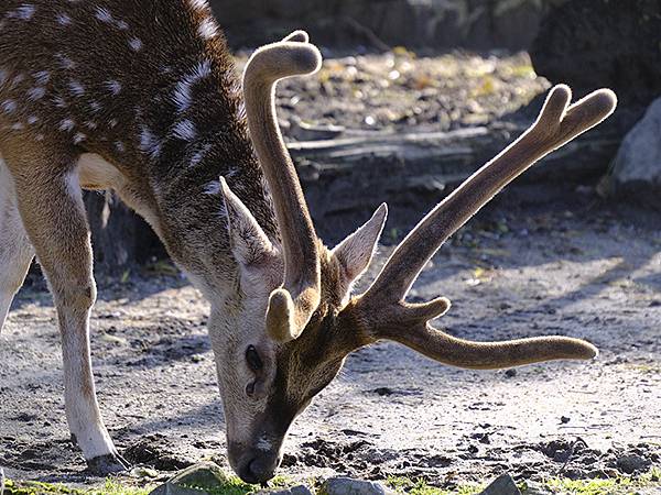 日本‧名古屋(十四)‧東山動植物園(上)‧動物(Nagoya 日本‧名古屋(十四)‧東山動植物園(上)‧動物(Nagoya