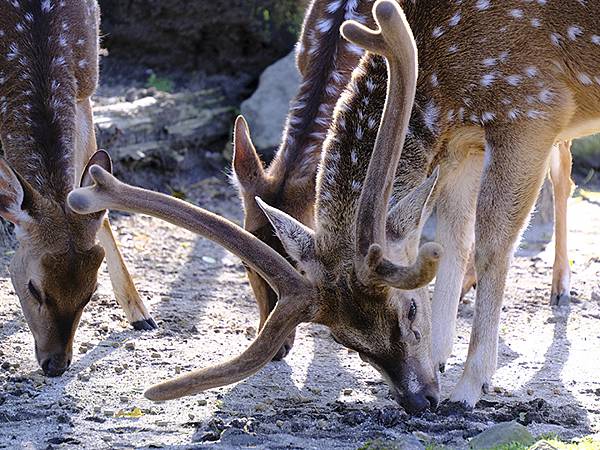 日本‧名古屋(十四)‧東山動植物園(上)‧動物(Nagoya 日本‧名古屋(十四)‧東山動植物園(上)‧動物(Nagoya