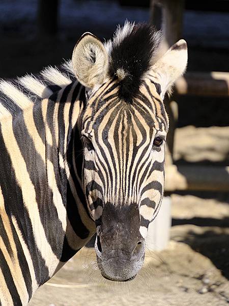 日本‧名古屋(十四)‧東山動植物園(上)‧動物(Nagoya 日本‧名古屋(十四)‧東山動植物園(上)‧動物(Nagoya