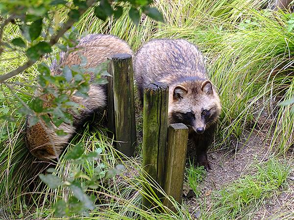 日本‧名古屋(十四)‧東山動植物園(上)‧動物(Nagoya 日本‧名古屋(十四)‧東山動植物園(上)‧動物(Nagoya