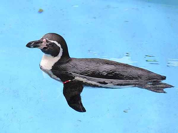 日本‧名古屋(十四)‧東山動植物園(上)‧動物(Nagoya 日本‧名古屋(十四)‧東山動植物園(上)‧動物(Nagoya