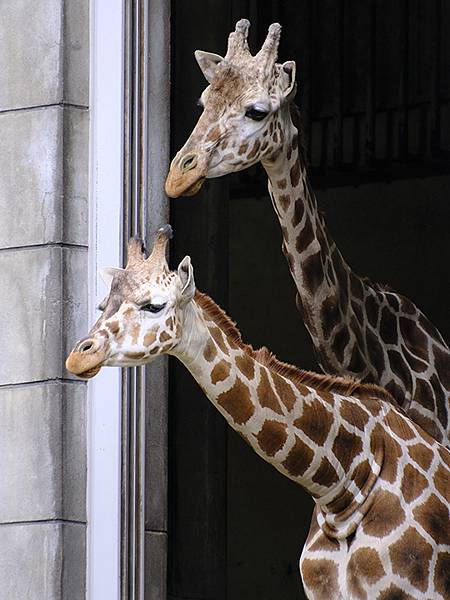 日本‧名古屋(十四)‧東山動植物園(上)‧動物(Nagoya 日本‧名古屋(十四)‧東山動植物園(上)‧動物(Nagoya