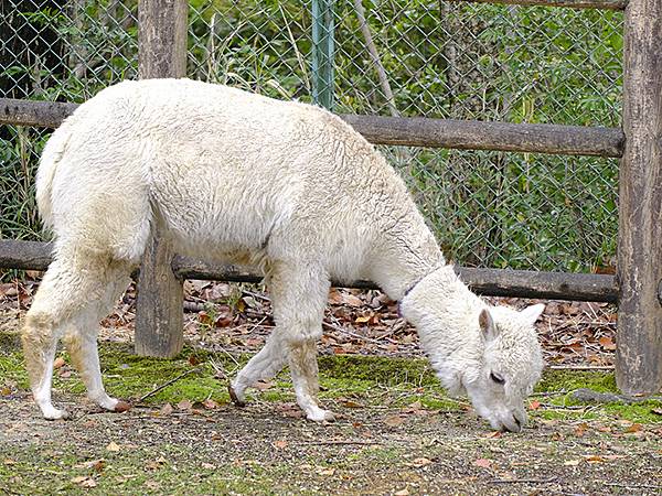 日本‧名古屋(十四)‧東山動植物園(上)‧動物(Nagoya 日本‧名古屋(十四)‧東山動植物園(上)‧動物(Nagoya
