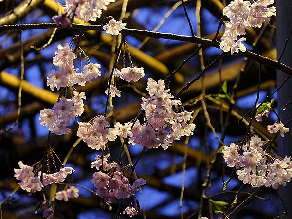 日本‧名古屋(十七)‧大須觀音到榮(Nagoya XVII)