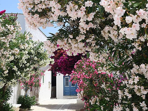 希臘跳島(六十四)‧蒂諾斯島(中)‧皮爾戈斯(Tinos I 希臘跳島(六十四)‧蒂諾斯島(中)‧皮爾戈斯(Tinos I