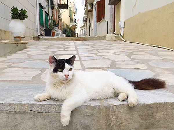 希臘跳島(六十九)‧島嶼鳥與貓(Island Birds &