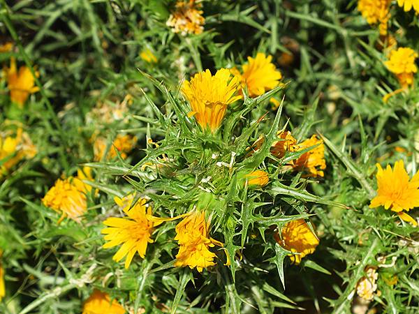 希臘跳島(七十)‧島嶼野花(下)‧(Island Wild 