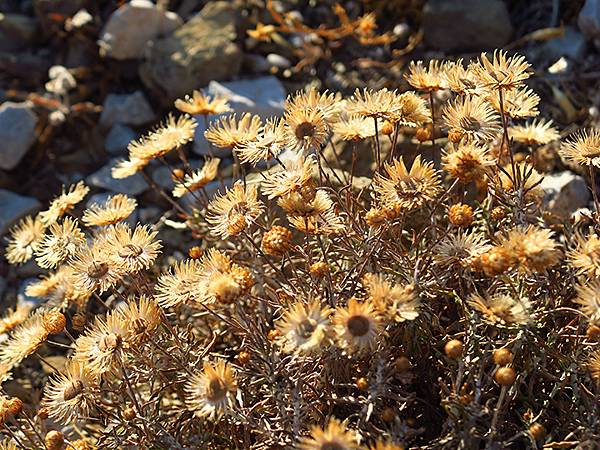 希臘跳島(七十)‧島嶼野花(下)‧(Island Wild 