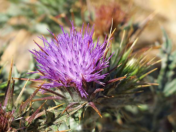 希臘跳島(七十)‧島嶼野花(下)‧(Island Wild 