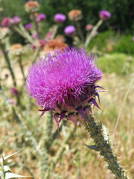希臘跳島(七十)‧島嶼野花(下)‧(Island Wild 