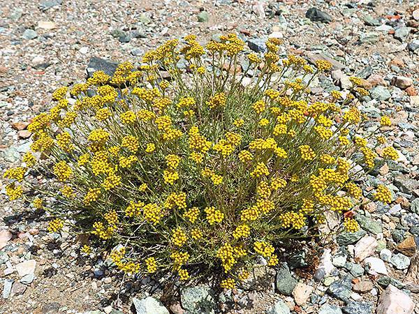 希臘跳島(七十)‧島嶼野花(下)‧(Island Wild 