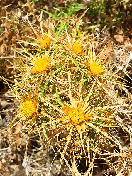 希臘跳島(七十)‧島嶼野花(下)‧(Island Wild 