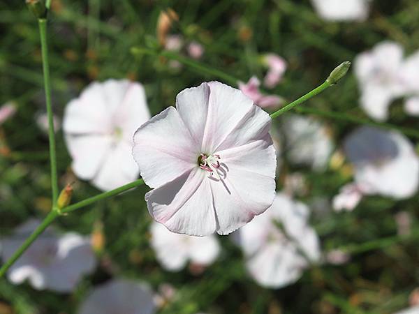 希臘跳島(七十)‧島嶼野花(下)‧(Island Wild 