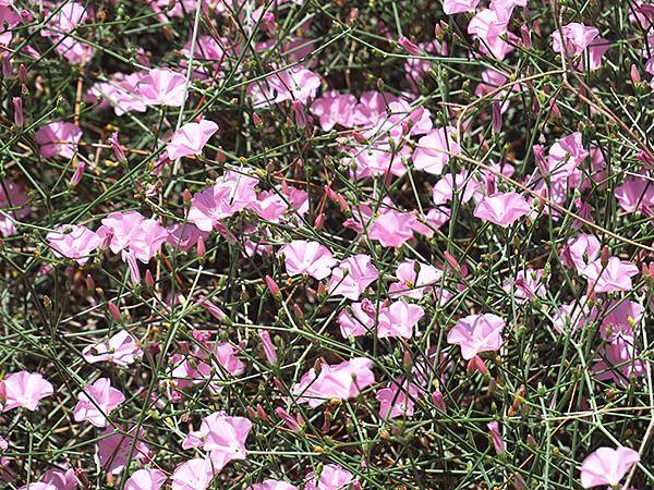 希臘跳島(七十)‧島嶼野花(下)‧(Island Wild 