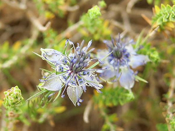希臘跳島(七十)‧島嶼野花(下)‧(Island Wild 
