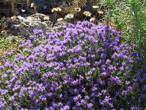 希臘跳島(七十)‧島嶼野花(下)‧(Island Wild 