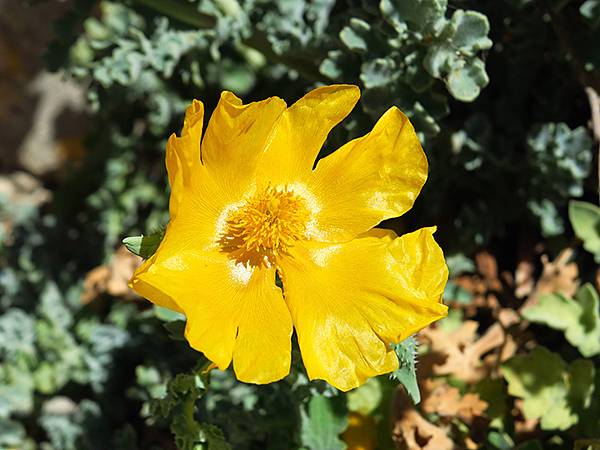 希臘跳島(七十)‧島嶼野花(下)‧(Island Wild 