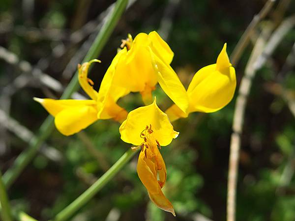 希臘跳島(七十)‧島嶼野花(下)‧(Island Wild 
