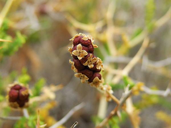 希臘跳島(七十)‧島嶼野花(下)‧(Island Wild 