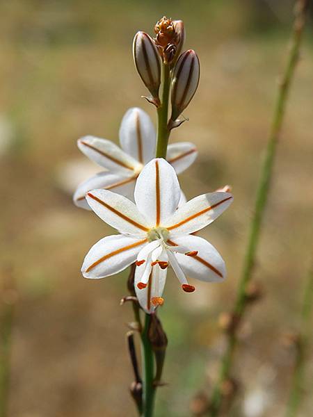 希臘跳島(七十)‧島嶼野花(下)‧(Island Wild 
