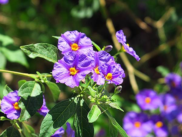 希臘跳島(七十)‧島嶼野花(下)‧(Island Wild 