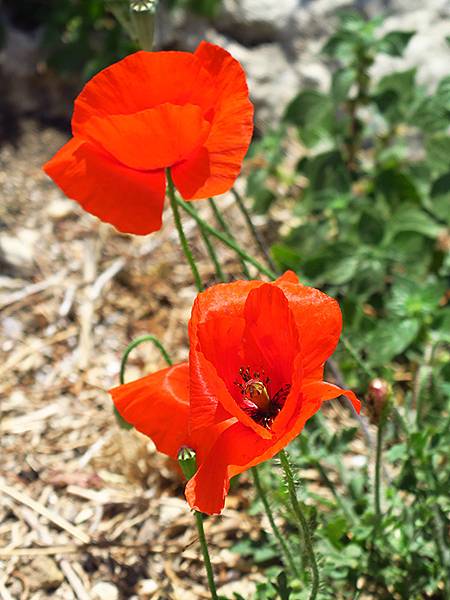 希臘跳島(七十)‧島嶼野花(下)‧(Island Wild 