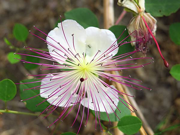 希臘跳島(七十)‧島嶼野花(下)‧(Island Wild 
